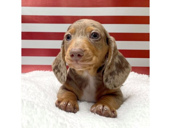 Dachshund DOG Male Chocolate / Tan 8630 Petland Athens, OH