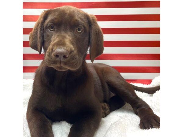 Labrador Retriever DOG Female Chocolate 8632 Petland Athens, OH