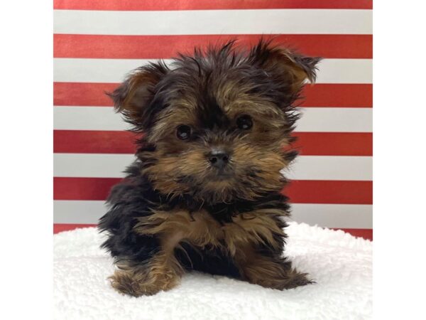 Yorkshire Terrier DOG Male Black / Tan 8633 Petland Athens, OH