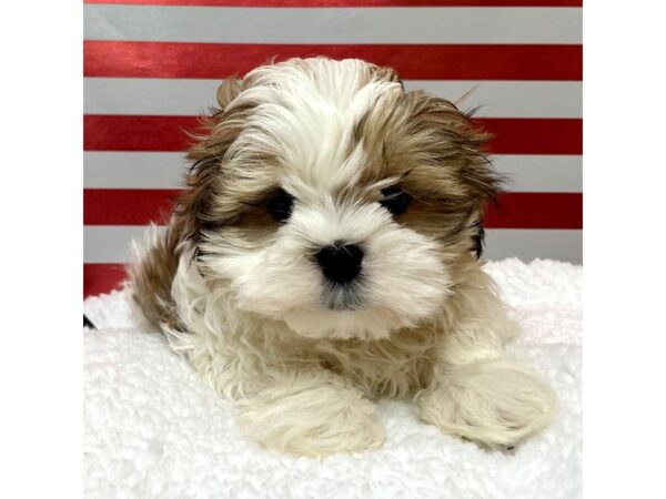 Malshi-DOG-Male-Black / White-8634-Petland Athens, OH