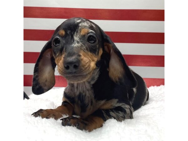 Dachshund DOG Female Black / Tan 8635 Petland Athens, OH