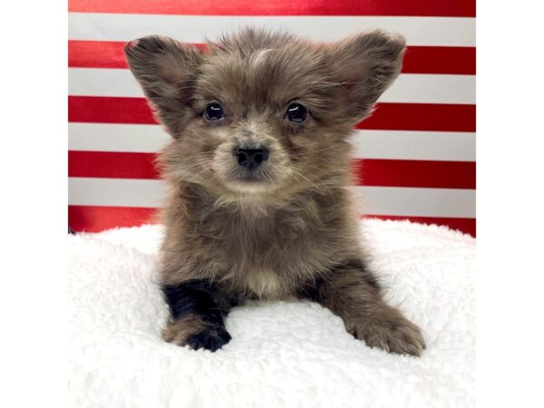 Chihuahua DOG Male Blue Merle 8636 Petland Athens, OH