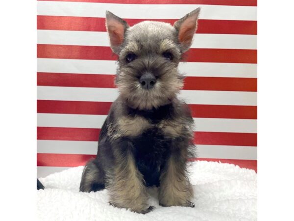 Miniature Schnauzer DOG Female Black / Silver 8637 Petland Athens, OH