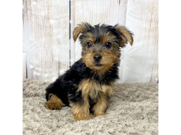 Yorkshire Terrier DOG Male black and tan 8645 Petland Athens, OH