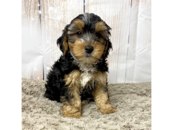 Yorkiepoo DOG Male blk/tan 8643 Petland Athens, OH