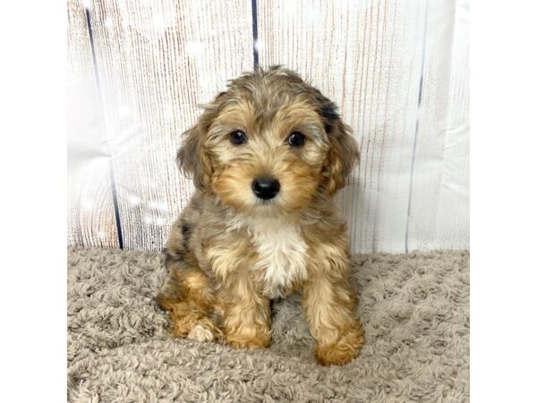 Yorkiepoo DOG Female merle 8642 Petland Athens, OH