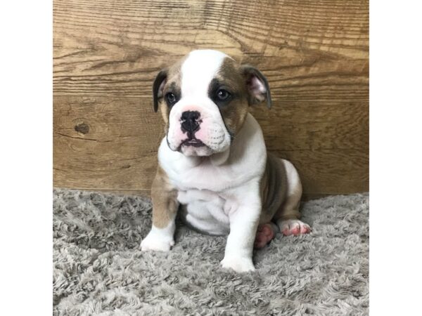 English Bulldog DOG Male Blue Fawn 8641 Petland Athens, OH