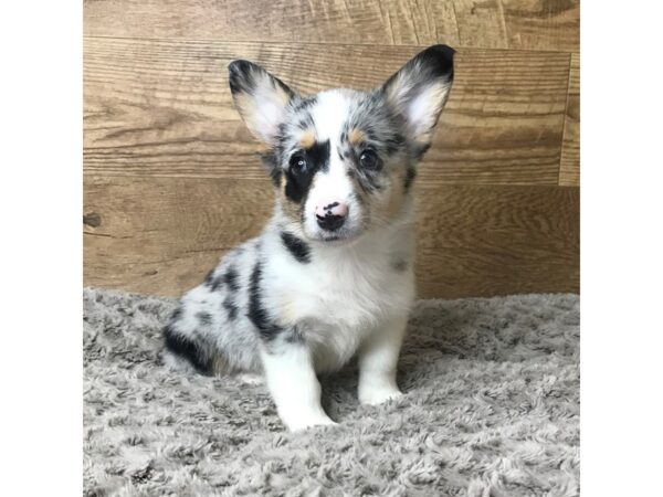 Auggie DOG Female Merle 8640 Petland Athens, OH