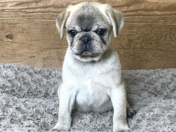 Pug-DOG-Male-Chinchillo-8639-Petland Athens, OH