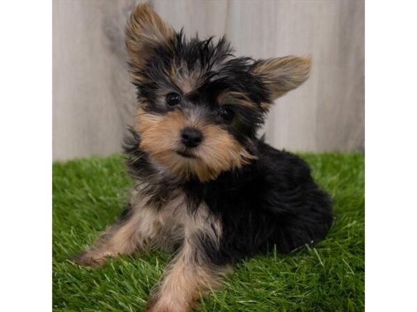 Yorkshire Terrier DOG Female Black / Tan 8650 Petland Athens, OH