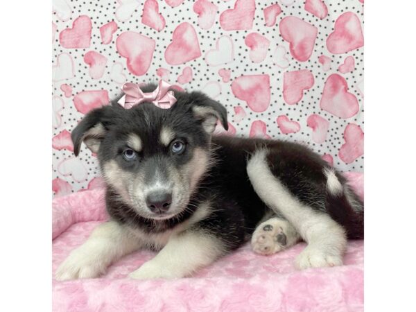 Siberian Husky DOG Female blk/wht 8658 Petland Athens, OH