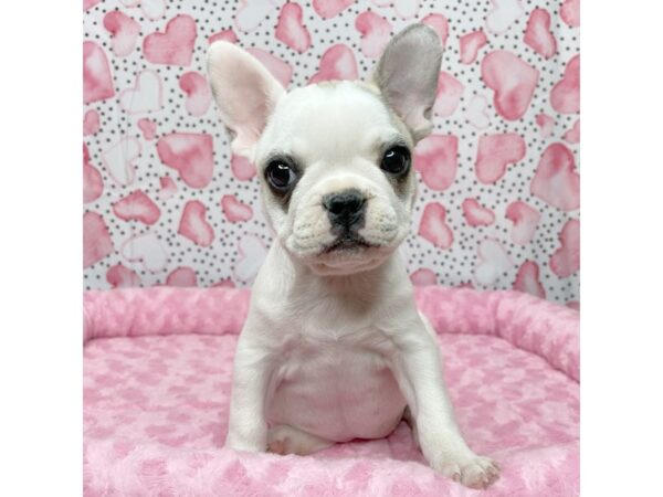 French Bulldog DOG Female Fawn/white 8657 Petland Athens, OH