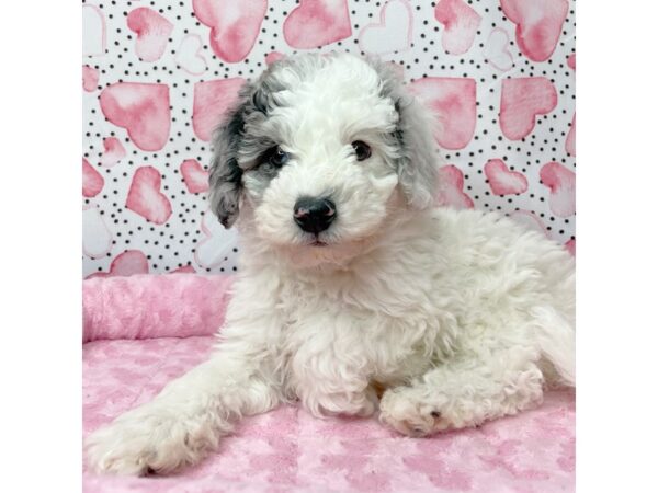 Sheepadoodle Mini DOG Male Blue Merle / White 8656 Petland Athens, OH