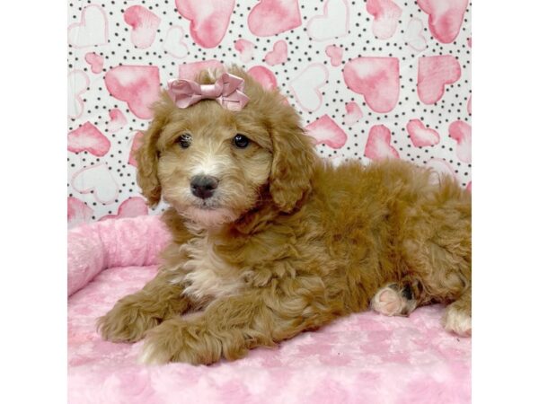 Goldendoodle Mini DOG Female Red 8655 Petland Athens, OH