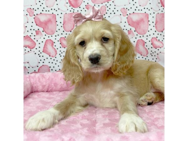 Cocker Spaniel DOG Female Buff 8654 Petland Athens, OH