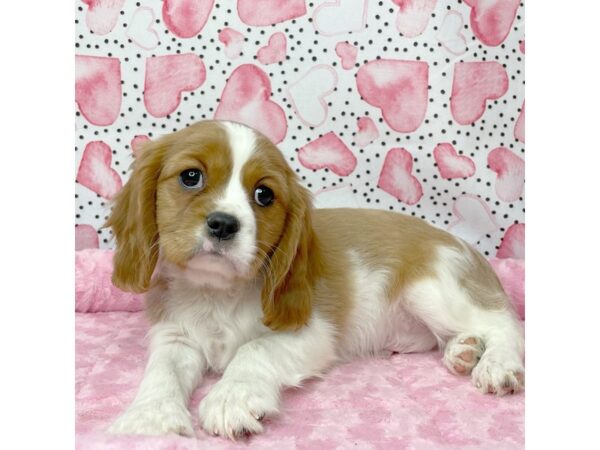 Cavalier King Charles Spaniel DOG Male Blenheim 8653 Petland Athens, OH