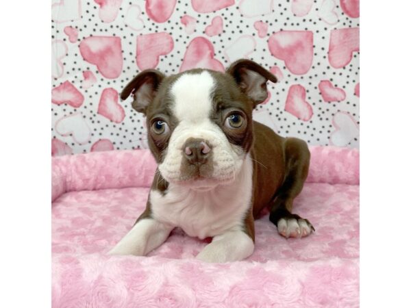 Boston Terrier DOG Male Seal / White 8652 Petland Athens, OH