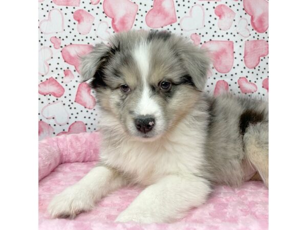 Miniature Australian Shepherd DOG Male Blue Merle 8651 Petland Athens, OH