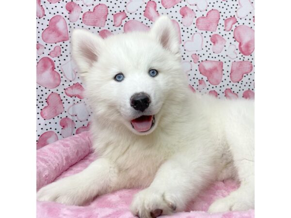 Siberian Husky DOG Male White 8649 Petland Athens, OH