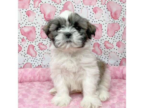 Shih Tzu DOG Male Gold / White 8648 Petland Athens, OH