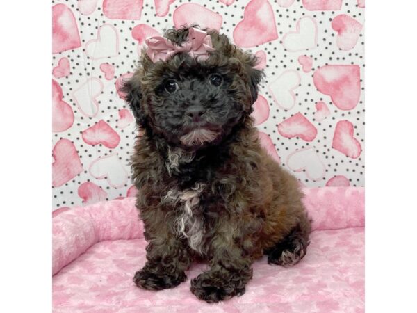 Poodle DOG Female Sable 8647 Petland Athens, OH