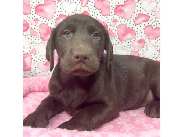 Labrador Retriever DOG Female Chocolate 8669 Petland Athens, OH