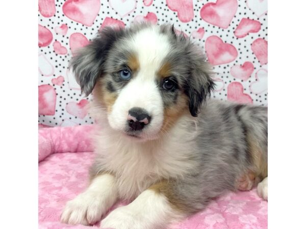Mini Aussie DOG Male BLUE MERLE 8668 Petland Athens, OH