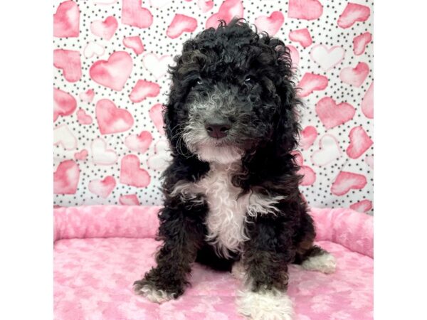 Miniature Poodle-DOG-Male-blk  wh-8667-Petland Athens, OH