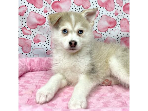 Pomsky-DOG-Male-Cream / White-8666-Petland Athens, OH