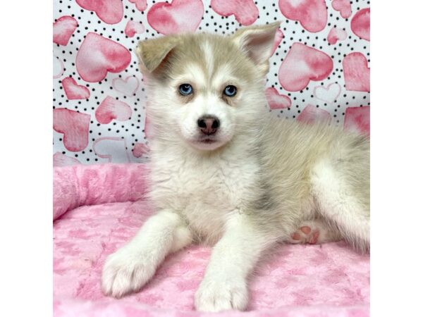 Pomsky DOG Male Cream / White 8666 Petland Athens, OH