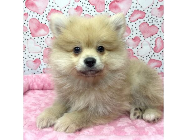 Pomeranian DOG Male Orange Sable 8665 Petland Athens, OH