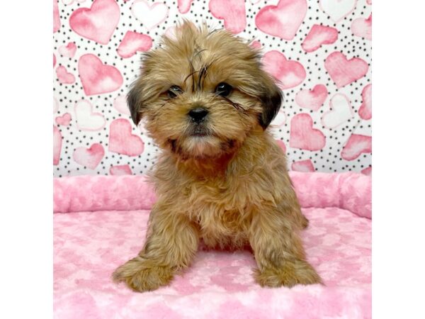 Yorkie Chon-DOG-Male-BRN-8664-Petland Athens, OH