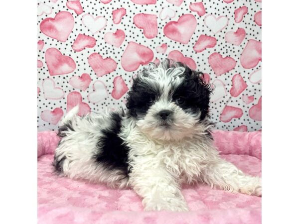 ShizaPoo DOG Male Black / White 8663 Petland Athens, OH