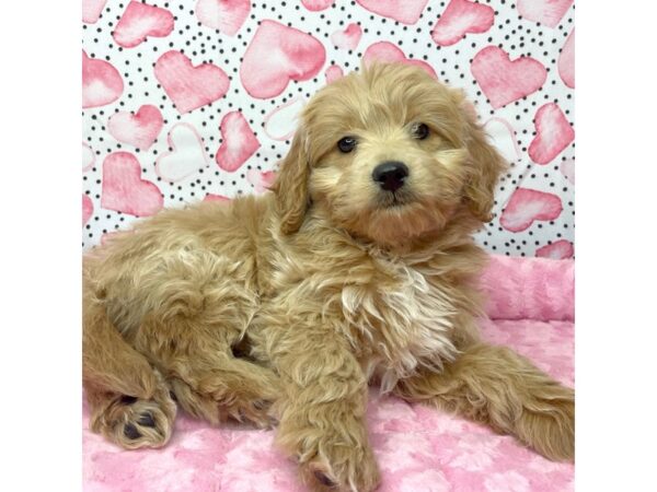 Goldendoodle Mini DOG Male Golden 8662 Petland Athens, OH