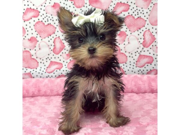 Yorkshire Terrier DOG Female Black / Tan 8661 Petland Athens, OH