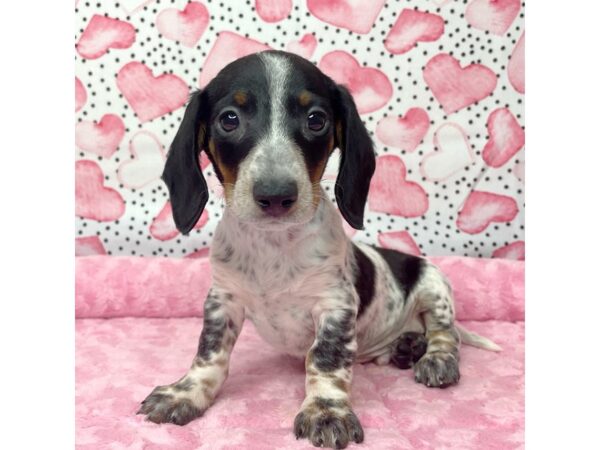 Dachshund DOG Male Black / Tan 8660 Petland Athens, OH