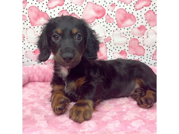 Dachshund DOG Male Black / Tan 8659 Petland Athens, OH