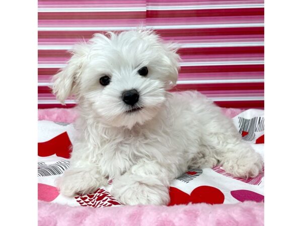 Maltese DOG Male White 8671 Petland Athens, OH