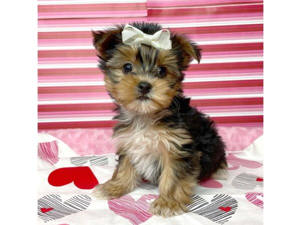 Yorkshire Terrier DOG Female Black / Tan 8672 Petland Athens, OH