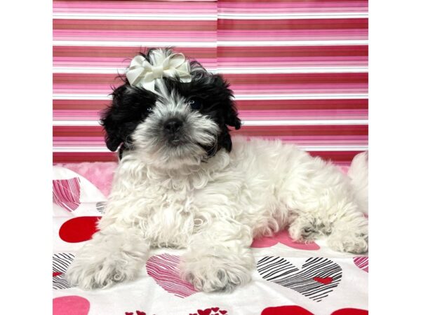 Teddy Bear-DOG-Female-Black / White-8673-Petland Athens, OH