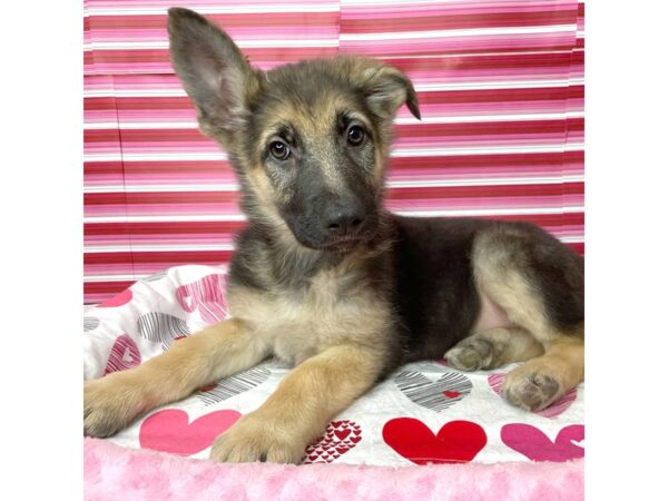 German Shepherd DOG Female Black / Tan 8674 Petland Athens, OH