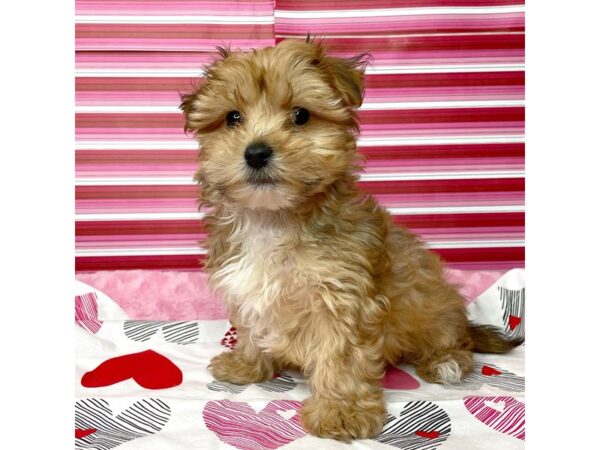 Morkie-DOG-Male-Golden-8676-Petland Athens, OH