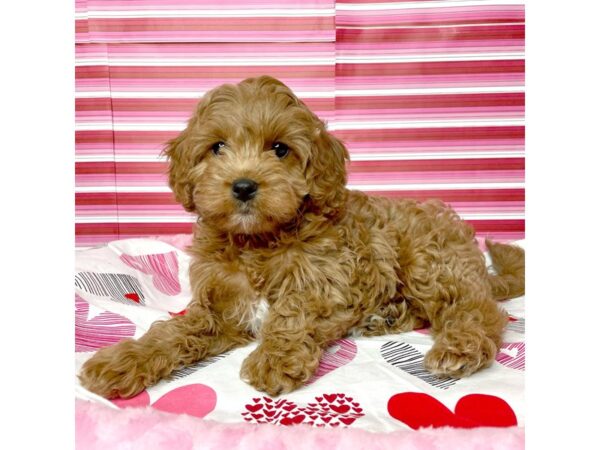 Cavapoo DOG Male Red 8680 Petland Athens, OH