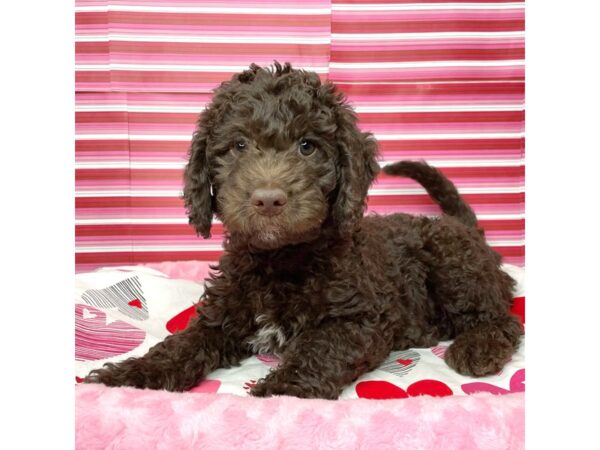 Labradoodle Mini 2nd Gen-DOG-Male-Chocolate-8679-Petland Athens, OH