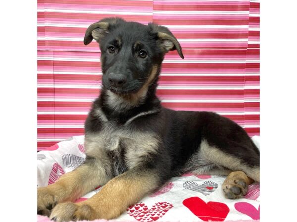 German Shepherd Dog DOG Female Black / Tan 8678 Petland Athens, OH