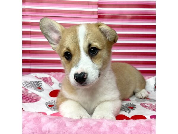 Pembroke Welsh Corgi DOG Male Sable / White 8677 Petland Athens, OH