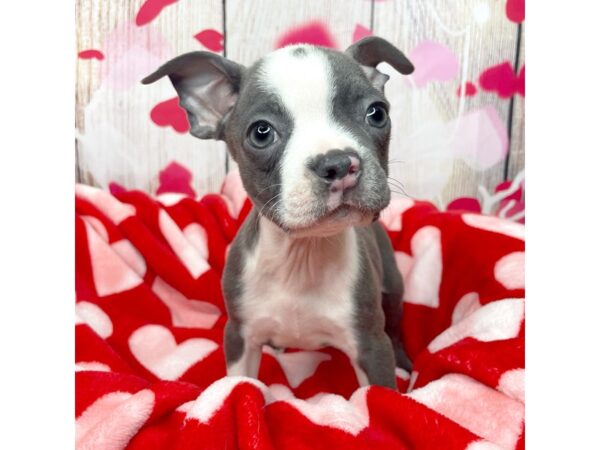 Boston Terrier DOG Male Blue 8696 Petland Athens, OH