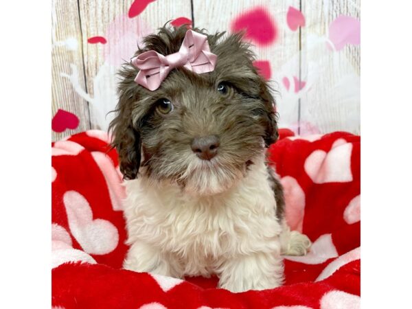 Cockapoo DOG Female Chocolate & white 8695 Petland Athens, OH