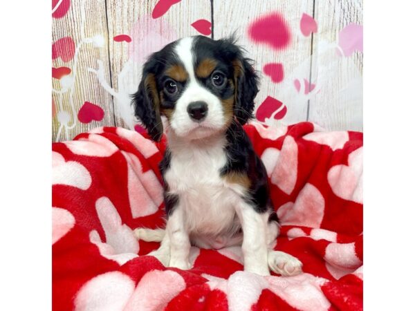 Cavalier King Charles Spaniel DOG Male Tri-color 8692 Petland Athens, OH