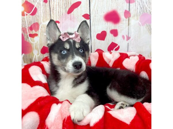 Siberian Husky DOG Female Black & white 8691 Petland Athens, OH